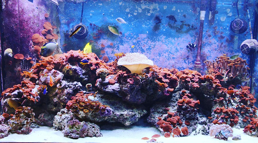 Full Reef Aquarium