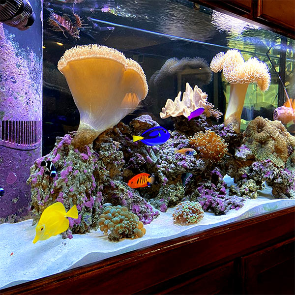Cole's Fish Tanks Aquarium Design & Maintenance, Greensburg, PA