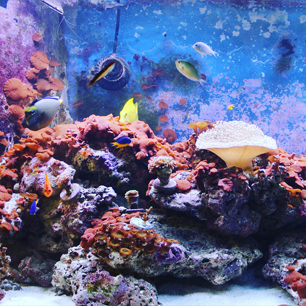 Aquarium Design & Services - Cole's Fish Tanks