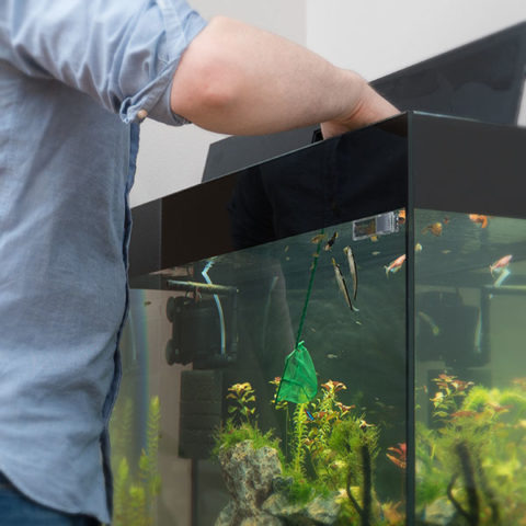 Aquarium Design & Services - Cole's Fish Tanks