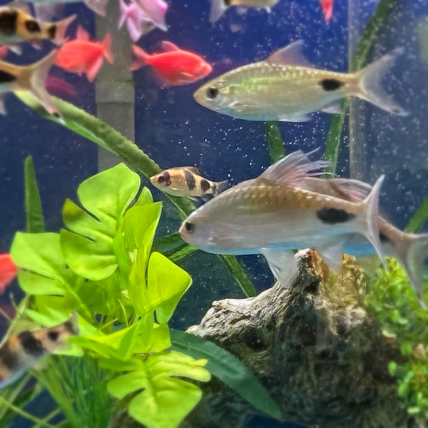 Saltwater vs. Freshwater Which system is best for You? Cole's Fish Tanks