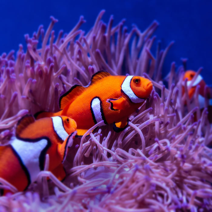 Saltwater vs. Freshwater Which system is best for You? Cole's Fish Tanks