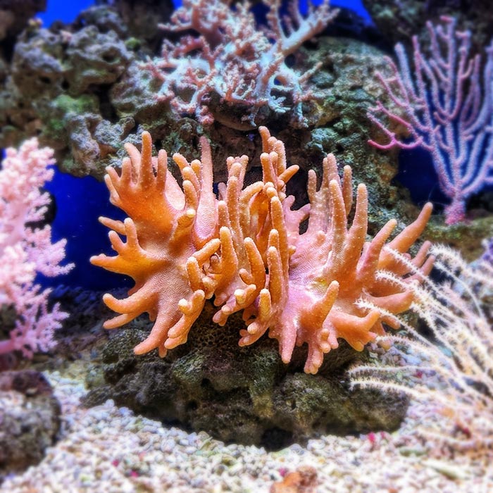 Saltwater vs. Freshwater Which system is best for You? Cole's Fish Tanks